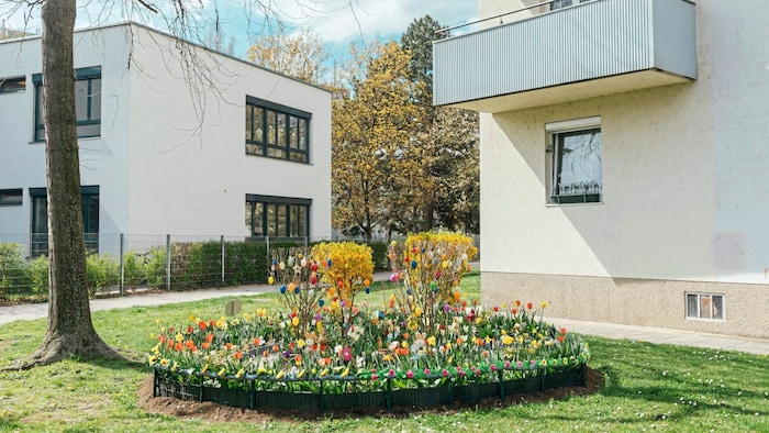 Blumenpracht im im 20. Bezirk im Gemeindebau Johann-Kaps-Hof in der Jägerstraße 62-64.