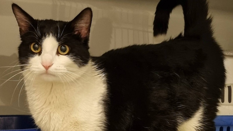 Wer vermisst dieses Katerchen? (Bild: Landestierschutzverein f. Stmk)