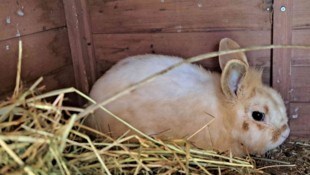 Bei Interesse an den kleinen Kaninchen unter 04242/54125 melden.