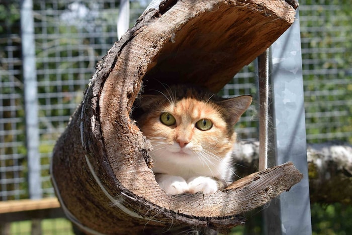 Wenn sie ihren Seelenverwandten trifft, taut Katze Mia schnell auf.