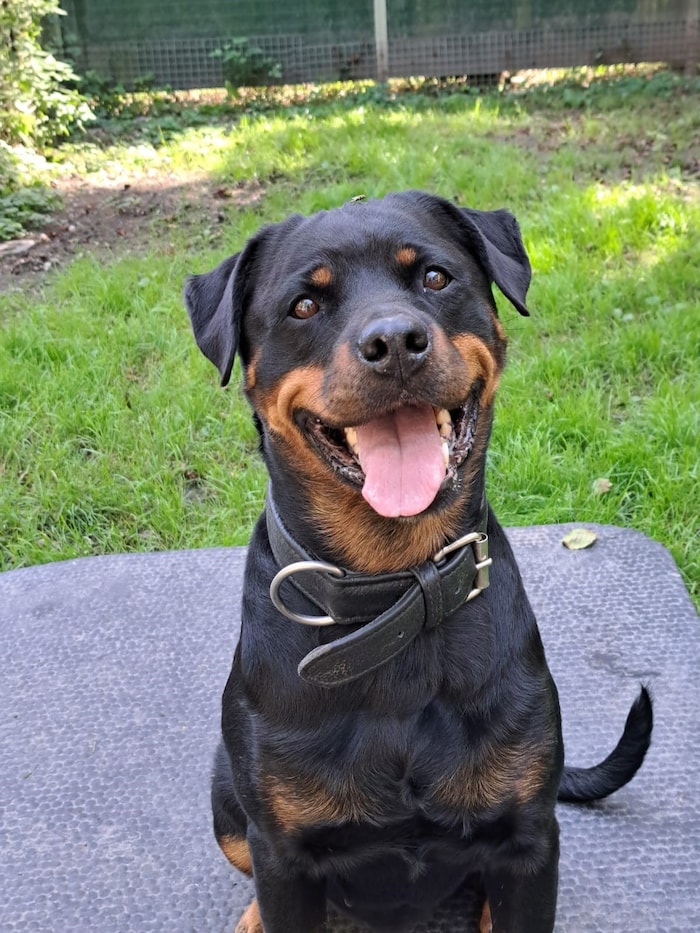 Die freundliche Rottweiler-Hündin sucht ein „Für-Immer-Zuhause“!