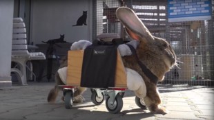 Der Rollator war früher ein Vogelhäuschen.