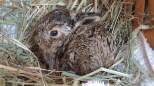 Dieses Feldhasenbaby wurde in einer Auffangstation abgegeben. (Bild: © FOUR PAWS)