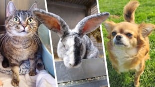 (Bild: Krone KREATIV/Tierheim Linz)