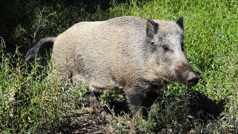 Tierische Begegnungen warten im Naturpark Geras.  (Bild: Verein Naturparke Niederösterrei)