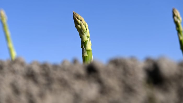 Der grüne Spargel guckt in Halbturn schon brav aus der Erde. 