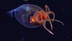 Der Koloss-Kalmar gehört zu den Gallertkalmaren (Cranchiidae) und lebt in den Gewässern der ...