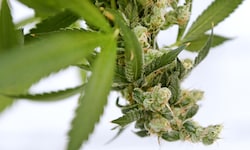 „Hasch“ ist in Österreich grundsätzlich eine illegale Droge, es gibt aber Ausnahmen und ...
