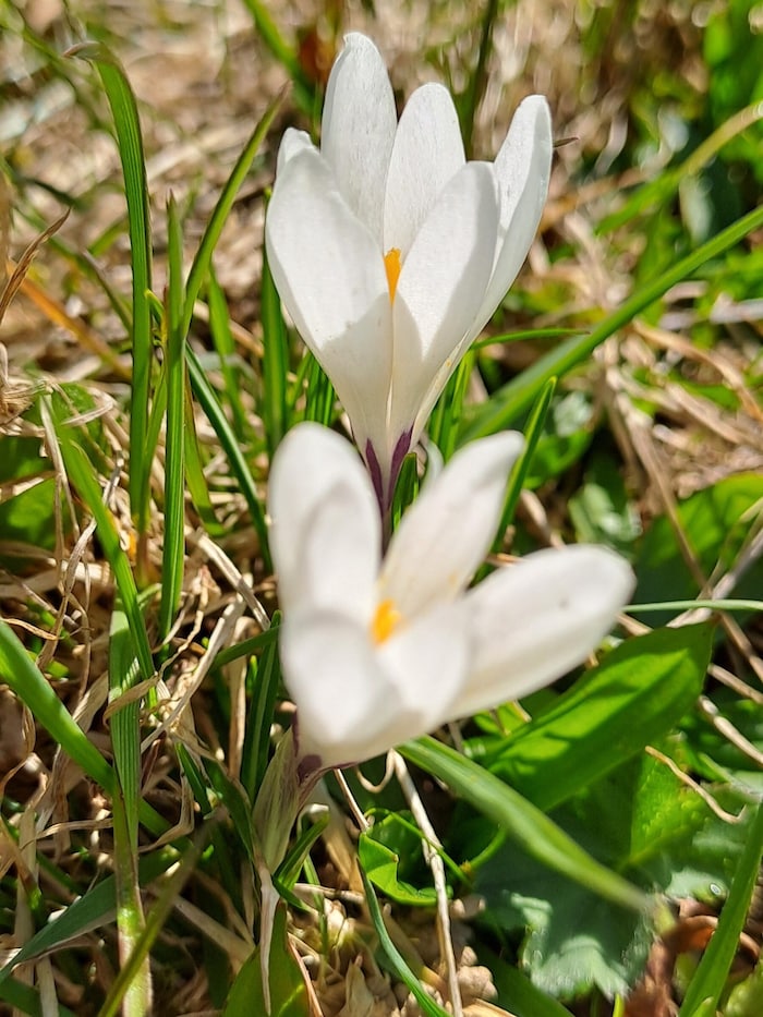 Frühlings Krokus.