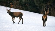 Zahlreiche Hirsche (Symbolbild) befinden sich im Winter im Areal.