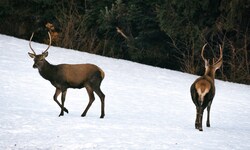 Zahlreiche Hirsche (Symbolbild) befinden sich im Winter im Areal.