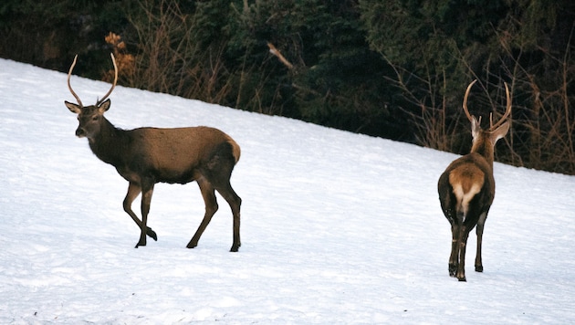 Zahlreiche Hirsche (Symbolbild) befinden sich im Winter im Areal. (Bild: Wallner Hannes)