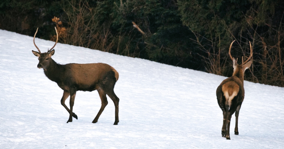 Jagd-Wirbel: „Wild in illegales Gatter gepfercht“