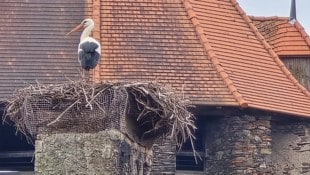 Der Nestbewohner nach dem Kampf, der für den Kontrahenten tödlich endete. (Bild: Weber Franz)