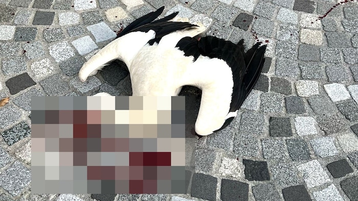 Nur in Ausnahmefällen kommt es im Reich der Störche zu Zwischenfällen, die mit dem Tod des Rivalen enden.