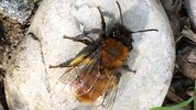 Hobbyforscher spüren auf – etwa Rotpelzige Sandbienen.