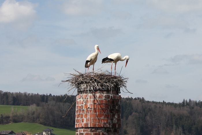 In Obertrum haben Störche den Nistplatz am Kamin der Trumer Brauerei erfolgreich bezogen.