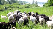 Wenn die Donauinsel-Schafe wieder 