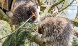 Die zwei Baumstachler im Zoo Salzburg.
