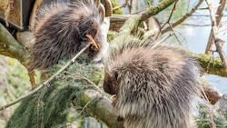 Die zwei Baumstachler im Zoo Salzburg. (Bild: Zoo Salzburg/Angelika Köppl)