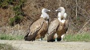 „Z26“ (links) wurde mit einem „Kollegen“ fotografiert.