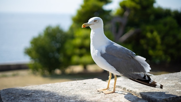 Die Möwen in Istrien attackieren Menschen und kleine Tiere. (Bild: Philipp - stock.adobe.com)