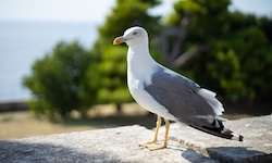 Die Möwen in Istrien attackieren Menschen und kleine Tiere.