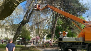Der Baum wurde durch den Sturm entwurzelt (Bild: Stadt Salzburg)