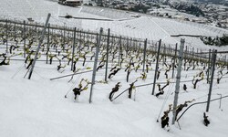 In der Schweiz ist Mitte April wieder der Winter zurückgekehrt.
