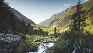 Das Dorfertal in Kals und vor allem die Region im Nationalpark Hohe Tauern lockte in diesem ...