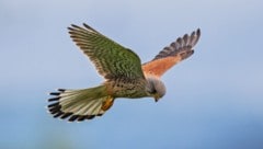 Ein Turmfalke (Symbolbild) fiel dem Schützen zum Opfer. (Bild: ©Martin Grimm - stock.adobe.com)
