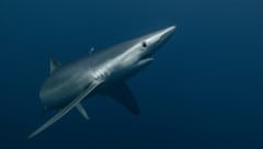Eine Blauhai-Sichtung vor der Küste Korfus sorgt im Netz gerade für Aufsehen. (Bild: Nuno Potes - stock.adobe.com)