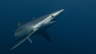 Eine Blauhai-Sichtung vor der Küste Korfus sorgt im Netz gerade für Aufsehen. (Bild: Nuno Potes - stock.adobe.com)