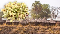 Bio-Soja kam nicht aus Österreich oder der EU, sondern aus dem afrikanischen Togo. Daraus ...