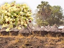 Bio-Soja kam nicht aus Österreich oder der EU, sondern aus dem afrikanischen Togo. Daraus entwickelt sich nun ein harter Kampf vor heimischen Gerichten. (Bild: Krone KREATIV/bkupper – stock.adobe.com, photo crew – stock.adobe.com)