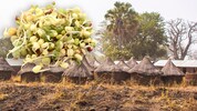 Bio-Soja kam nicht aus Österreich oder der EU, sondern aus dem afrikanischen Togo. Daraus ...