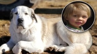 Der kleine Boden Allen wurde von Hirtenhund „Buford“ in der Wildnis gefunden und gerettet. (Bild: Yavapai County Sheriff’s Office, Dawn Dunton )