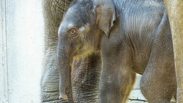 Süßer Nachwuchs zu Ostern: Der Zoo Zürich freut sich über die Geburt eines Elefantenkalbs.