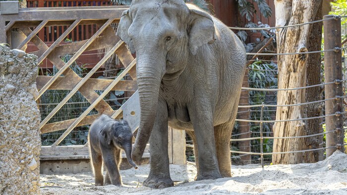 Der kleine Elefantenbulle ist schon flott auf den Beinen.
