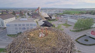 Die Störche haben in Perg wieder erfolgreich gebrütet – zu Ostern schlüpfte der Nachwuchs