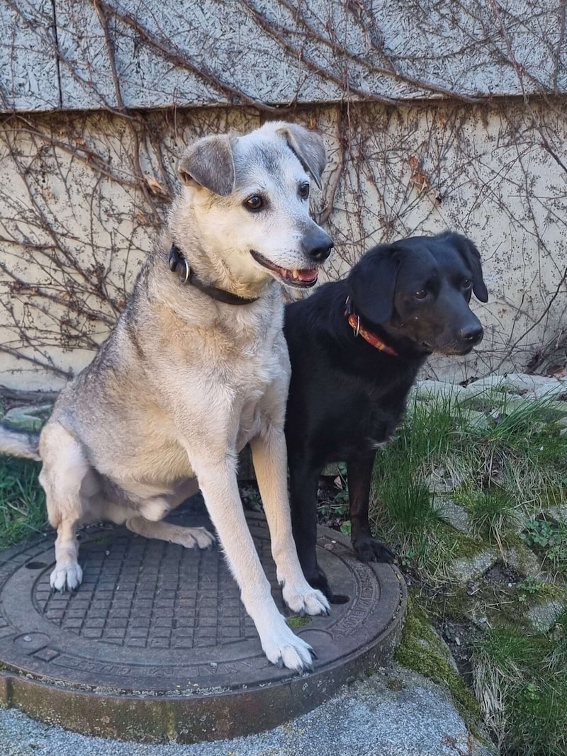 Milo und Freundin Nora wollen zusammenbleiben (Bild: Landestierschutzverein f. Stmk)