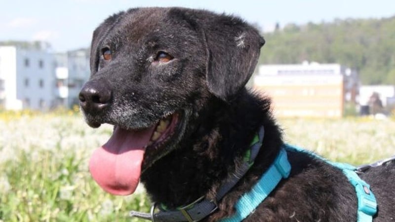 Wie oft hat man Rocky schon enttäuscht! (Bild: Aktiver Tierschutz Austria)