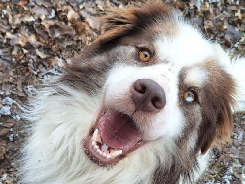 Balu leidet so im Heim (Bild: Aktiver Tierschutz Austria)