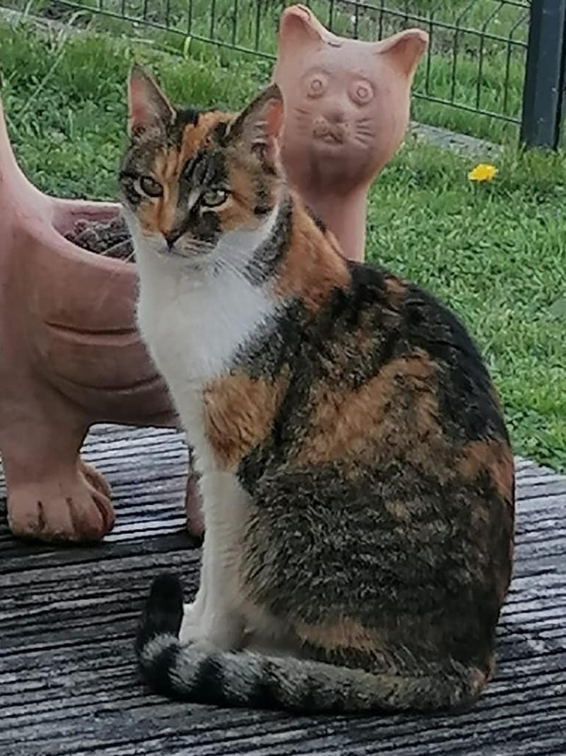13-jährige Katze verschwunden (Bild: Daxböck)