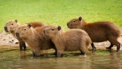 In Kleingruppen niedlich, in Massen eine Plage: Wasserschweine haben nicht nur Befürworter. (Bild: www.dgwildlife.com/stock.adobe.com)
