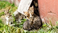 Aus einem einzigen Katzenpaar können nach fünf Jahren rein rechnerisch bis zu 13.000 Nachkommen entstehen.  (Bild: Copyright© Victoria Chekalina)