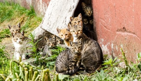Eine Katze kann bis zu dreimal im Jahr Junge werfen.