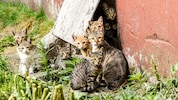 Aus einem einzigen Katzenpaar können nach fünf Jahren rein rechnerisch bis zu 13.000 Nachkommen entstehen.  (Bild: Copyright© Victoria Chekalina)