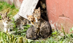 Aus einem einzigen Katzenpaar können nach fünf Jahren rein rechnerisch bis zu 13.000 Nachkommen ...