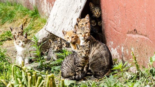 Aus einem einzigen Katzenpaar können nach fünf Jahren rein rechnerisch bis zu 13.000 Nachkommen entstehen. 